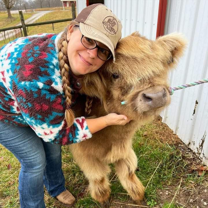 mini highland cow