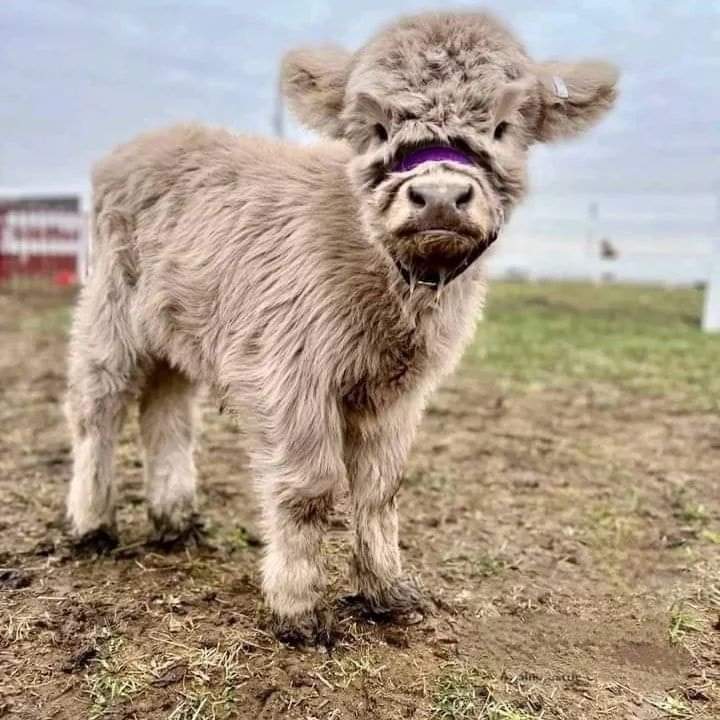 Do Mini Highland Cows Need a Barn? Year-Round Shelter Guide