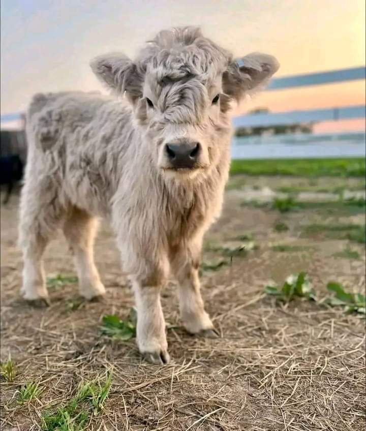 mini highland cow