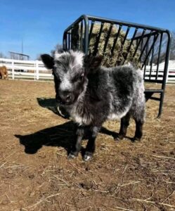 mini highland cow