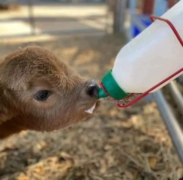 Mini Highland Cow