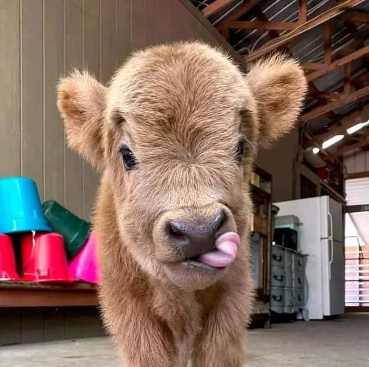 Mini Highland Cow