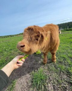 mini highland cow