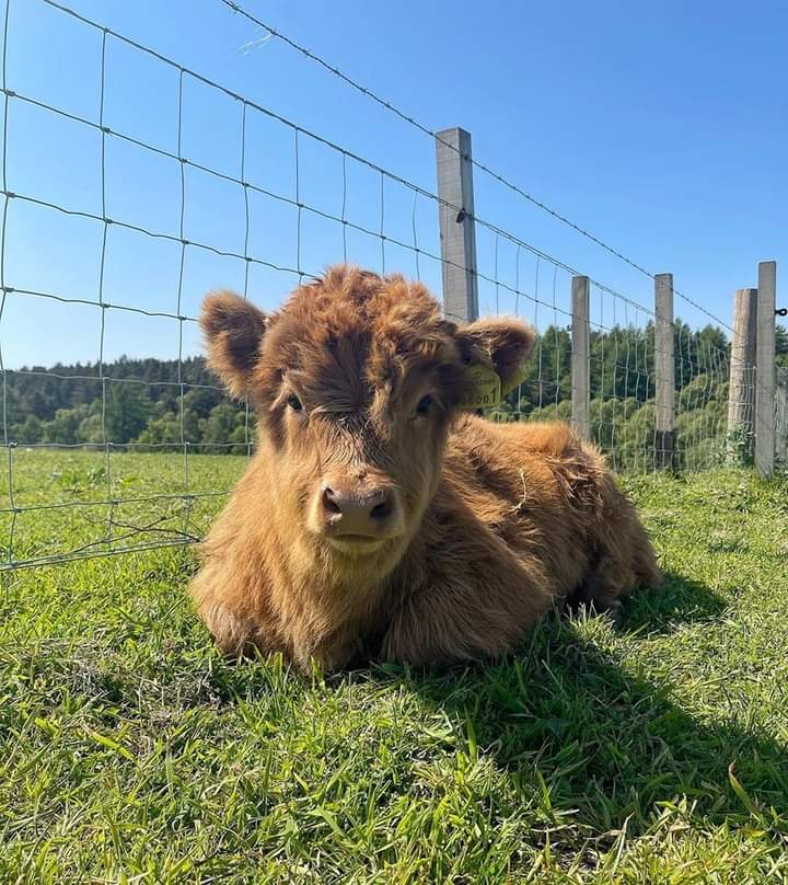 Grooming mini highland cow using proper techniques and tools