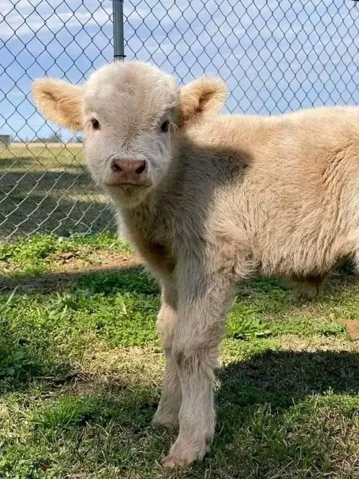 Mini highland cow