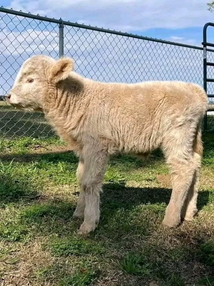 mini highland cow