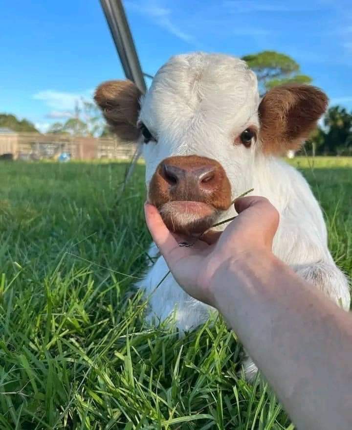 Mini Highland Cow