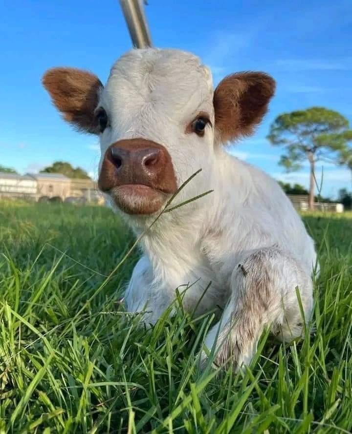 mini highland cow