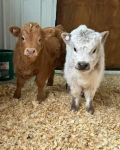 Mini highland cow