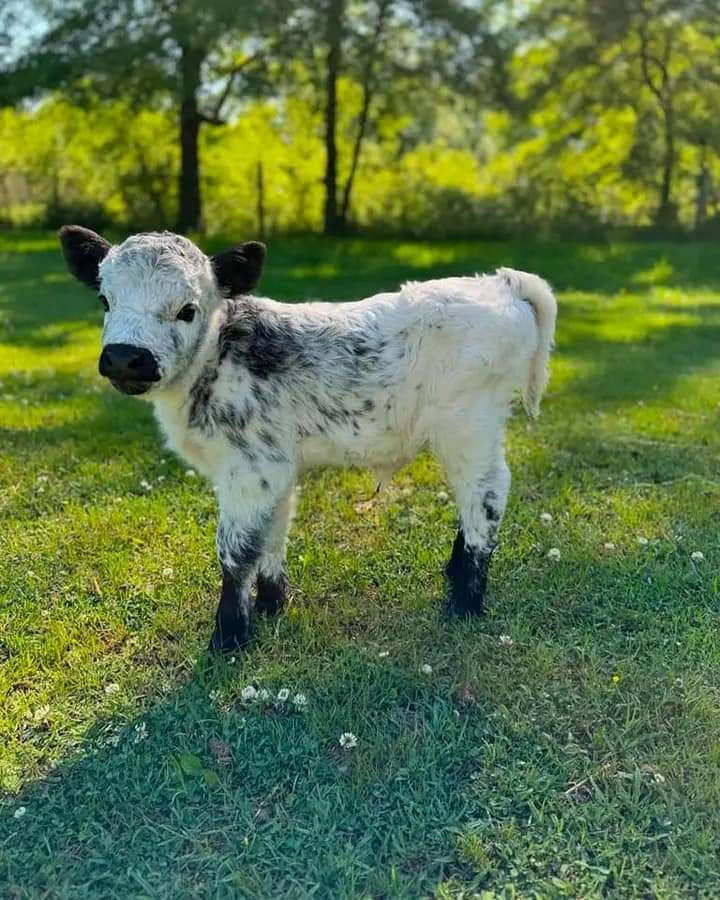 mini highland cow