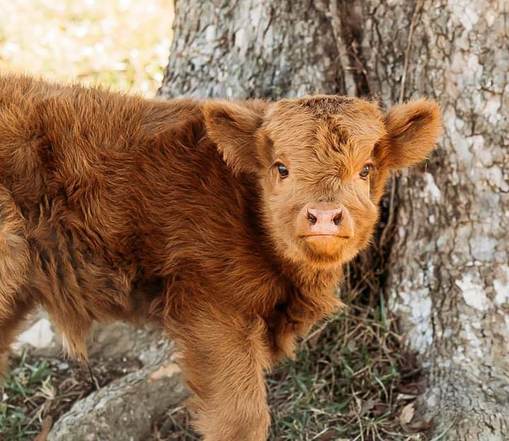 mini highland cow