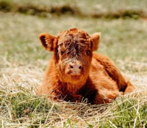 mini highland cow