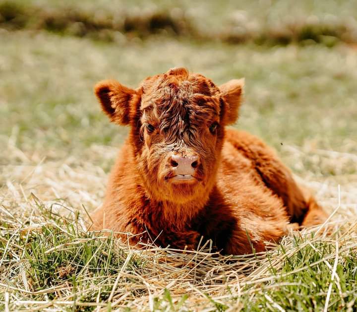 mini highland cow