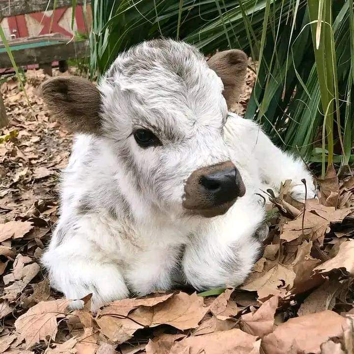 mini highland cow