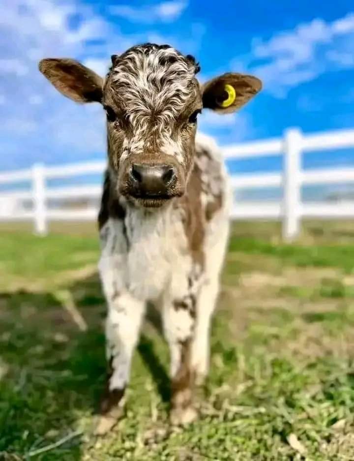 Mini highland cow