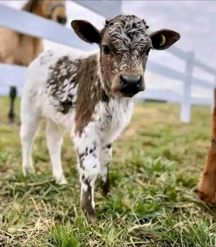 Mini highland cow